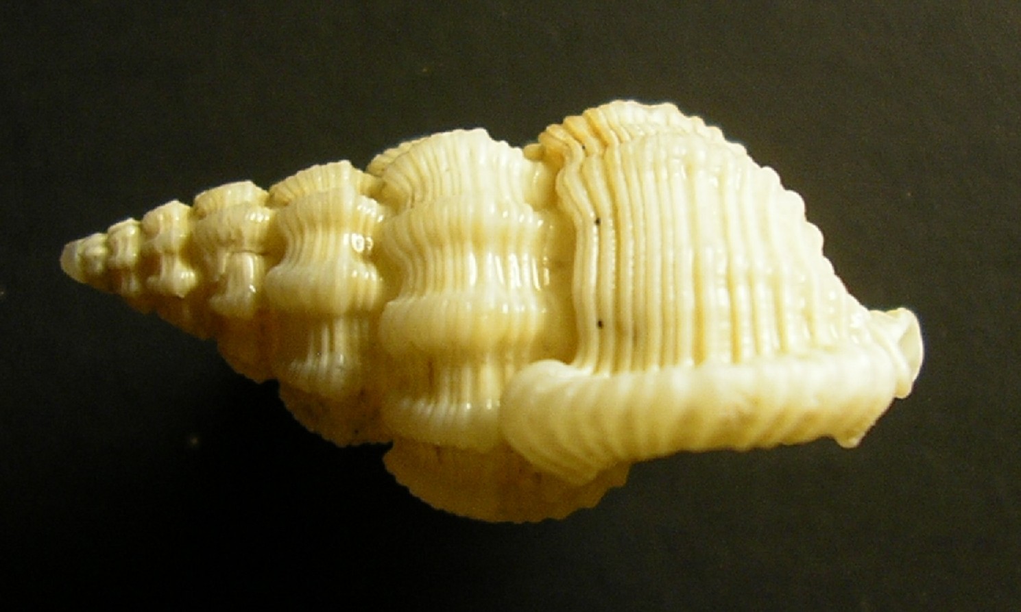 � esotica anche questa?